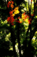 nature c.gif (5948 bytes)